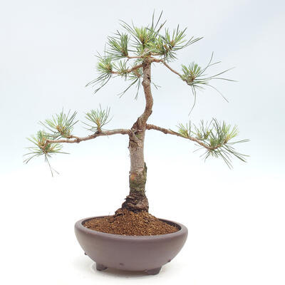 Vonkajšie bonsai - Pinus Sylvestris - Borovica lesná - 3