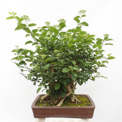 Izbová bonsai - Premna serratifolia - Kozlovoň malolistá - 3