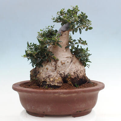 Izbová bonsai - Olea europaea sylvestris -Oliva európska drobnolistá - 3