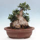 Izbová bonsai - Olea europaea sylvestris -Oliva európska drobnolistá - 3/7