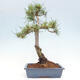 Vonkajšie bonsai - Pinus Sylvestris - Borovica lesná - 3/4