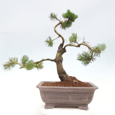 Vonkajší bonsai - Pinus mugo - Borovica kľač - 3