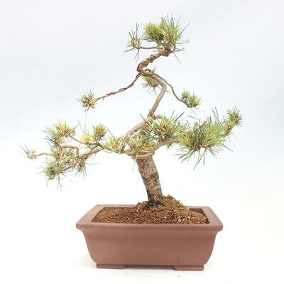 Vonkajšie bonsai - Pinus Sylvestris - Borovica lesná - 3