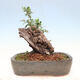 Izbová bonsai - Olea europaea sylvestris -Oliva európska drobnolistá - 3/7