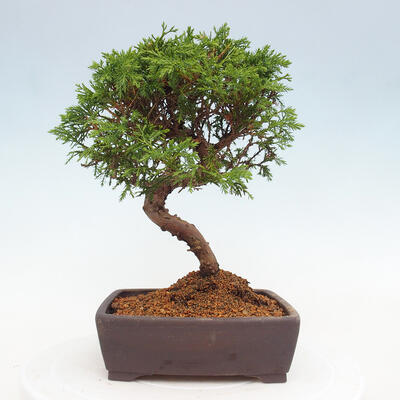 Vonkajší bonsai - Juniperus chinensis Itoigawa -Jalovec čínsky - 3