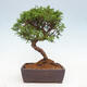 Vonkajší bonsai - Juniperus chinensis Itoigawa -Jalovec čínsky - 3/4