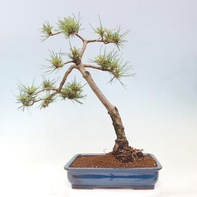 Vonkajšie bonsai - Pinus Sylvestris - Borovica lesná - 3