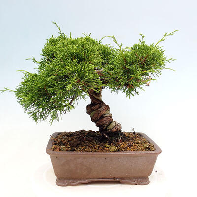 Vonkajší bonsai - Juniperus chinensis Itoigawa-Jalovec čínsky - 3