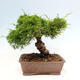 Vonkajší bonsai - Juniperus chinensis Itoigawa-Jalovec čínsky - 3/4