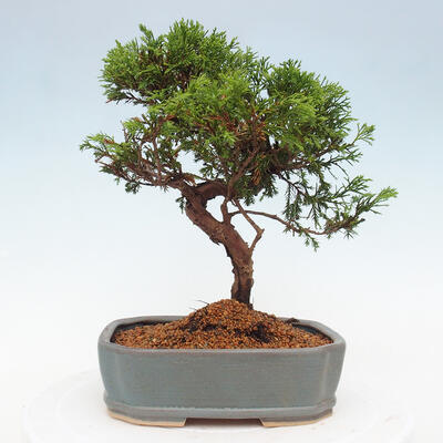 Vonkajší bonsai - Juniperus chinensis Itoigawa -Jalovec čínsky - 3