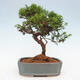 Vonkajší bonsai - Juniperus chinensis Itoigawa -Jalovec čínsky - 3/4