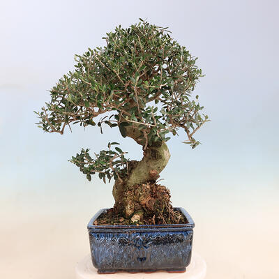 Izbová bonsai - Olea europaea sylvestris -Oliva evropská drobnolistá - 3