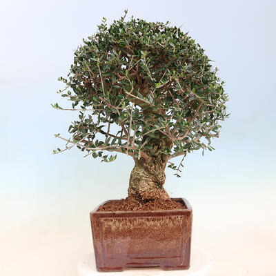 Izbová bonsai - Olea europaea sylvestris -Oliva evropská drobnolistá - 3