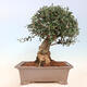 Izbová bonsai - Olea europaea sylvestris -Oliva evropská drobnolistá - 3/7