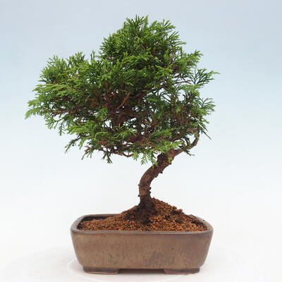 Vonkajší bonsai - Juniperus chinensis Itoigawa -Jalovec čínsky - 3