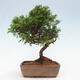 Vonkajší bonsai - Juniperus chinensis Itoigawa -Jalovec čínsky - 3/4