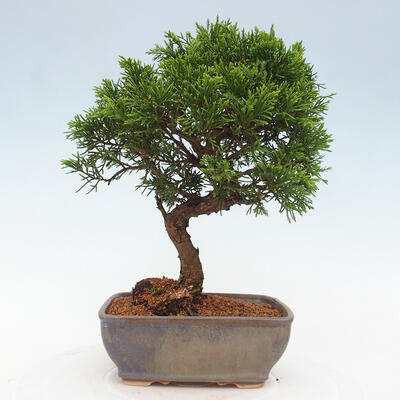 Vonkajší bonsai - Juniperus chinensis Itoigawa -Jalovec čínsky - 3