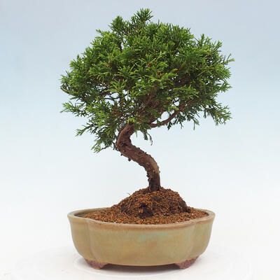 Vonkajší bonsai - Juniperus chinensis Itoigawa -Jalovec čínsky - 3