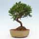 Vonkajší bonsai - Juniperus chinensis Itoigawa -Jalovec čínsky - 3/4