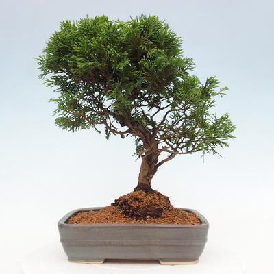 Vonkajší bonsai - Juniperus chinensis Itoigawa -Jalovec čínsky - 3