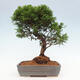 Vonkajší bonsai - Juniperus chinensis Itoigawa -Jalovec čínsky - 3/4