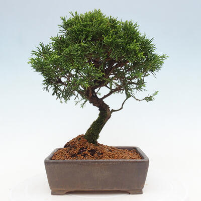 Vonkajší bonsai - Juniperus chinensis Itoigawa -Jalovec čínsky - 3