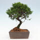 Vonkajší bonsai - Juniperus chinensis Itoigawa -Jalovec čínsky - 3/4