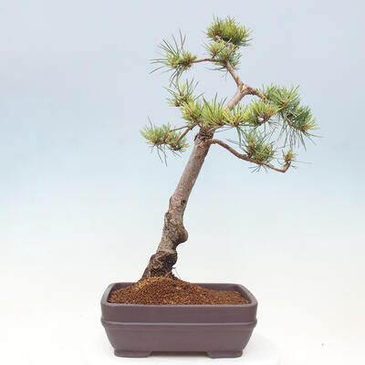 Vonkajšie bonsai - Pinus Sylvestris - Borovica lesná - 3