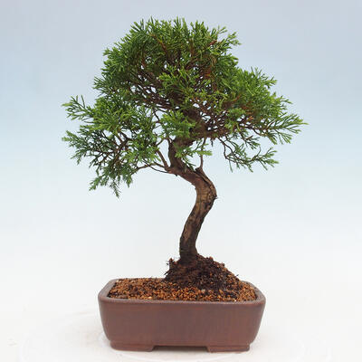 Vonkajší bonsai - Juniperus chinensis Itoigawa -Jalovec čínsky - 3