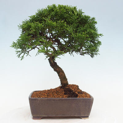 Vonkajší bonsai - Juniperus chinensis Itoigawa -Jalovec čínsky - 3