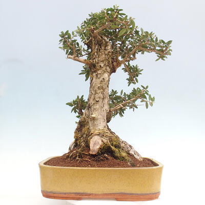 Izbová bonsai - Olea europaea sylvestris -Oliva európska drobnolistá - 3