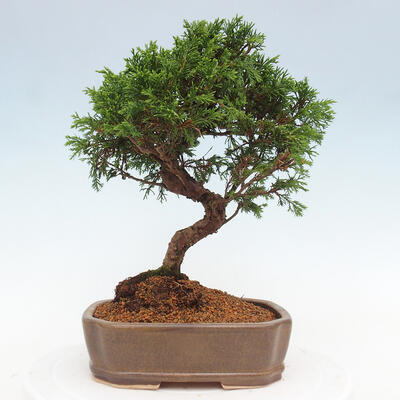 Vonkajší bonsai - Juniperus chinensis Itoigawa -Jalovec čínsky - 3