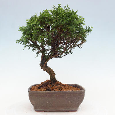 Vonkajší bonsai - Juniperus chinensis Itoigawa -Jalovec čínsky - 3