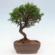 Vonkajší bonsai - Juniperus chinensis Itoigawa -Jalovec čínsky - 3/4