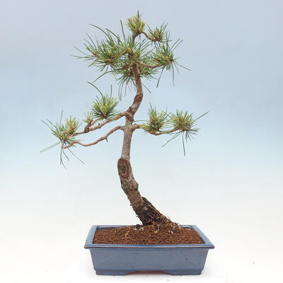 Vonkajšie bonsai - Pinus Sylvestris - Borovica lesná - 3