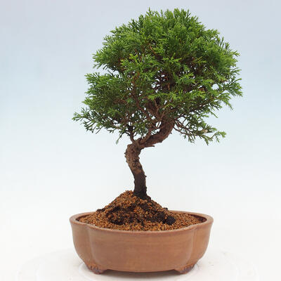 Vonkajší bonsai - Juniperus chinensis Itoigawa -Jalovec čínsky - 3