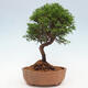 Vonkajší bonsai - Juniperus chinensis Itoigawa -Jalovec čínsky - 3/4