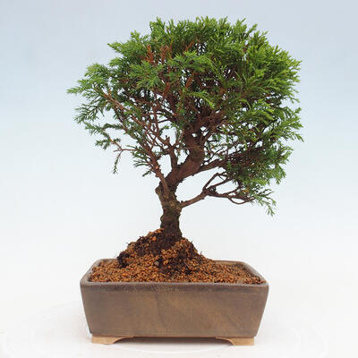 Vonkajší bonsai - Juniperus chinensis Itoigawa -Jalovec čínsky - 3