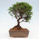 Vonkajší bonsai - Juniperus chinensis Itoigawa -Jalovec čínsky - 3/4