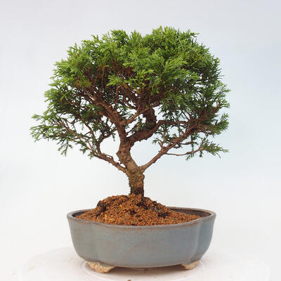 Vonkajší bonsai - Juniperus chinensis Itoigawa -Jalovec čínsky - 3