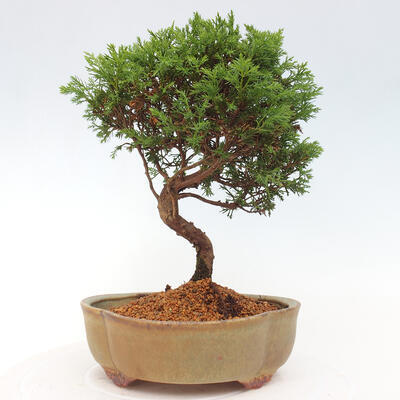 Vonkajší bonsai - Juniperus chinensis Itoigawa -Jalovec čínsky - 3