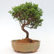 Vonkajší bonsai - Juniperus chinensis Itoigawa -Jalovec čínsky - 3/4