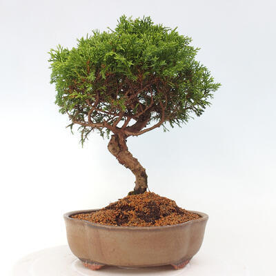 Vonkajší bonsai - Juniperus chinensis Itoigawa -Jalovec čínsky - 3