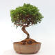 Vonkajší bonsai - Juniperus chinensis Itoigawa -Jalovec čínsky - 3/4