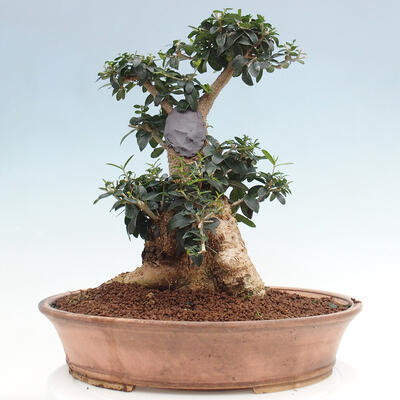 Izbová bonsai - Olea europaea sylvestris -Oliva európska drobnolistá - 3