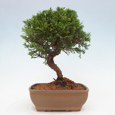 Vonkajší bonsai - Juniperus chinensis Itoigawa -Jalovec čínsky - 3