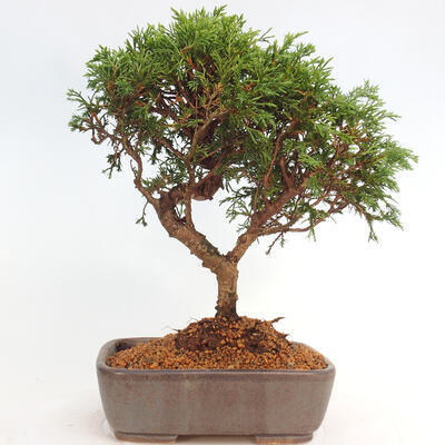 Vonkajší bonsai - Juniperus chinensis Itoigawa -Jalovec čínsky - 3