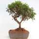 Vonkajší bonsai - Juniperus chinensis Itoigawa -Jalovec čínsky - 3/4