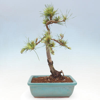 Vonkajšie bonsai - Pinus Sylvestris - Borovica lesná - 3