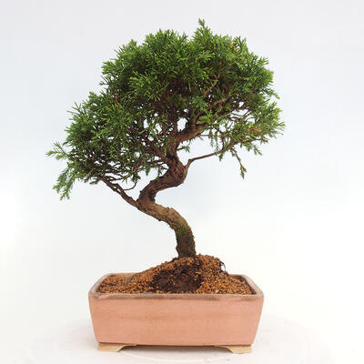 Vonkajší bonsai - Juniperus chinensis Itoigawa -Jalovec čínsky - 3